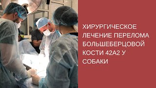 Хирургическое лечение перелома большеберцовой кости 42А2 у собаки