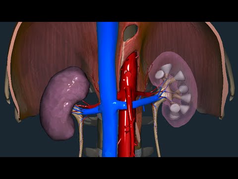 Rene - Anatomia macroscopica