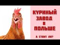 Куриный завод в Польше. Вся правда! Работа в Польше. Ополе.🐓🐓🐓