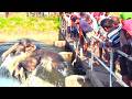 Massive Elephant Trapped in ZD Canal #elephant