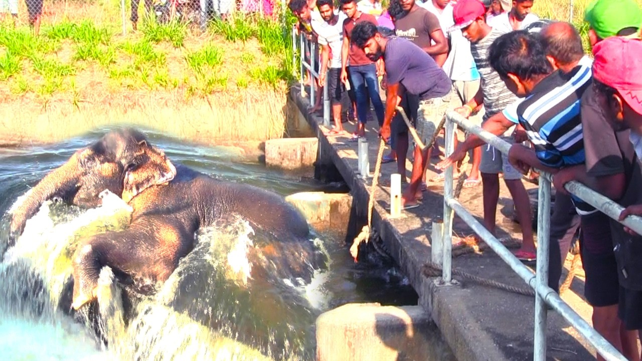 Massive Elephant Trapped in ZD Canal #elephant