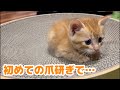 【保護猫】茶トラの子猫に爪研ぎをプレゼントした結果…