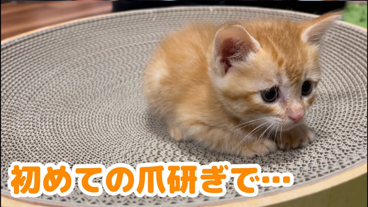 【保護猫】茶トラの子猫に爪研ぎをプレゼントした結果…