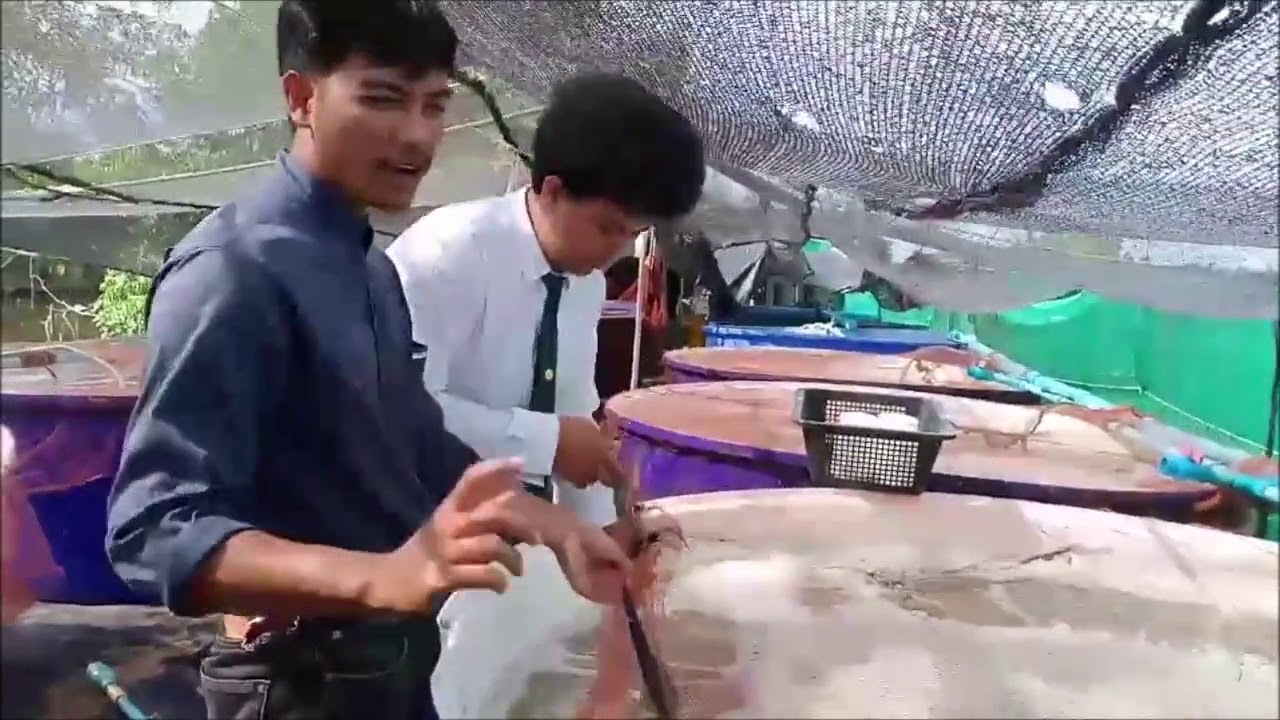 การเลี้ยงกุ้งขาวในถังพลาสติก