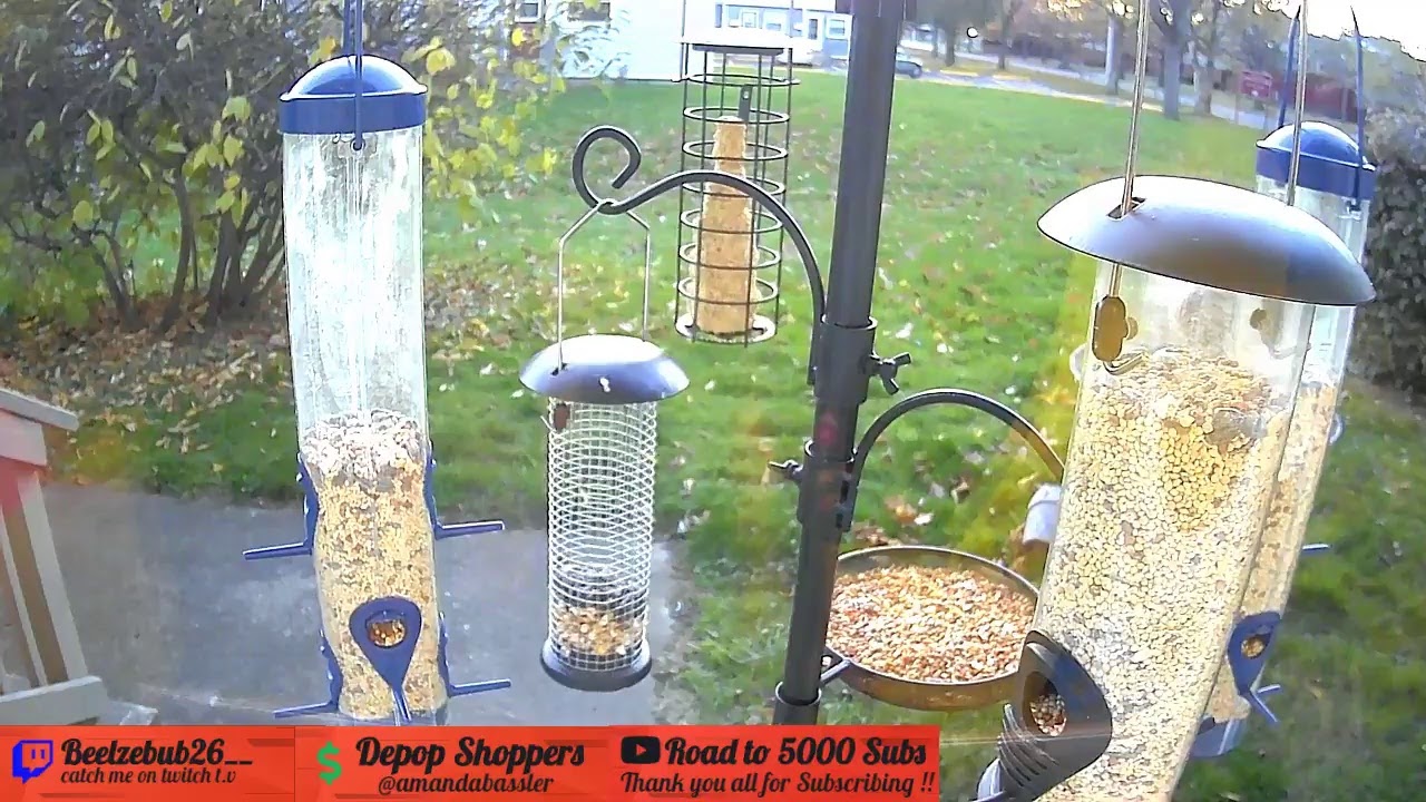 Live Bird Feeder of The Southern Tier in New York live bird feeder