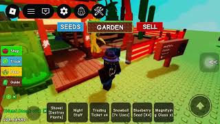 Planting ember lily 