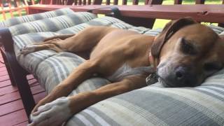Boggle dog chasing a rabbit in her sleep