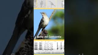 Canto del Centzontle-Sinsonte, Audio completo en video relacionado #sinsonte #centzontle #canto