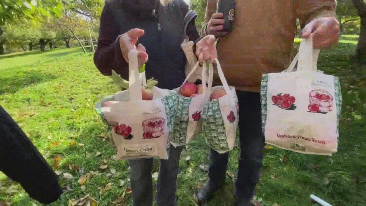 Apple season in Maine finishes strong despite significant summer