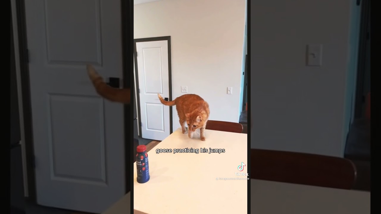 Cat aceivment💀😭