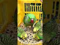 $Mitthu hamare mitthu ko bhukh ..🦜.#yiutubeshort #viralvideo #trendingshorts #hungry #parrot #birds