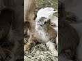 もぐもぐ反芻しながら寝落ちていく赤ちゃんヤギ #shorts