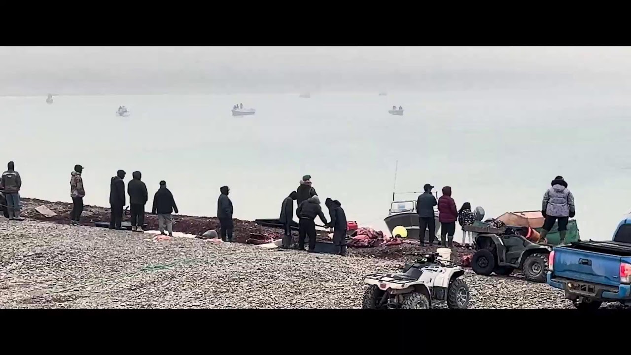 Welcome To Our Qammaq - Fshing in Avammuktulik, and Belugas