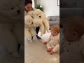 【神回】お母さんが大量のサモエド子犬を連れて赤ちゃんにお披露目🐶👶✨ Mom Brings a Whole FLOOF ARMY to Meet the Baby 🐶👶✨