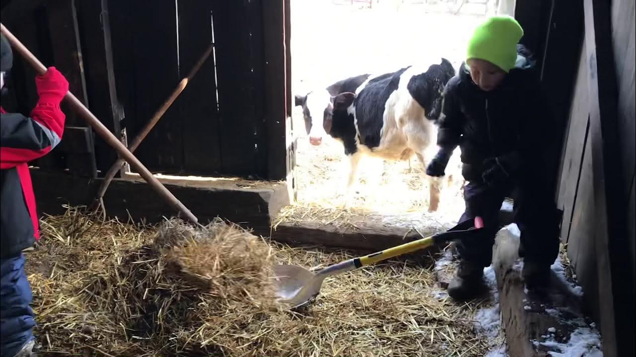 Mucking Stalls and Running Free YouTube