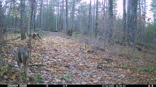 11-22-25 Southwick Ma Webcam