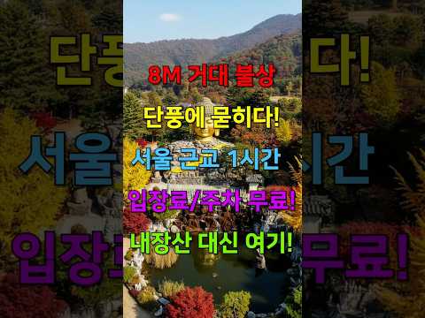 8m 불두상과 세계 최대 와불이 있는 무료 가을 단풍 명소. #가을여행, #서울근교, #용인여행