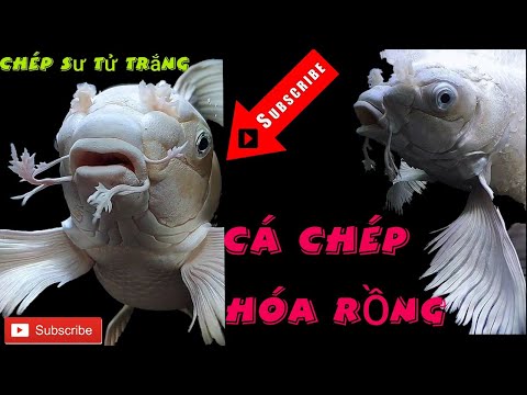 Video CÁ CHÉP HÓA RỒNG | CHÉP SƯ TỬ TRẮNG ĐẸP NHẤT |... - youtube