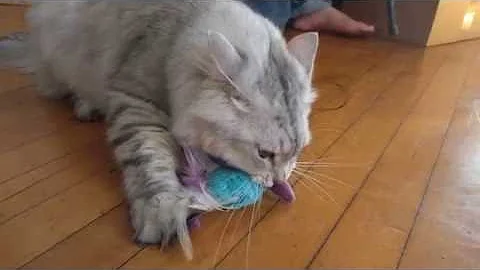 Video 11817011: siberian cat, cat toy