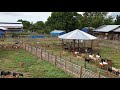 4th Dec 2019 Goat Farming In Philippines 4th Dec 2019 Goat Farming In Philippines