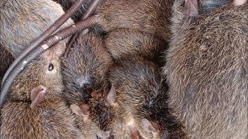 Thăm bẫy chuột cống nhum, chuột đồng lúa chín @Comchieuvlog