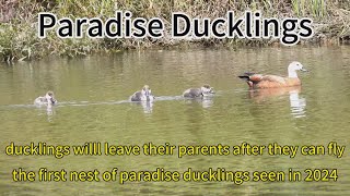 The first nest paradise ducklings seen in 2024- they guard ducklings 55-65 days untill able to fly