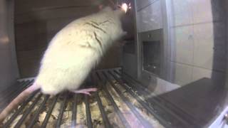 305 EV Module 4 Stimulus Control of Behavior: Session 4