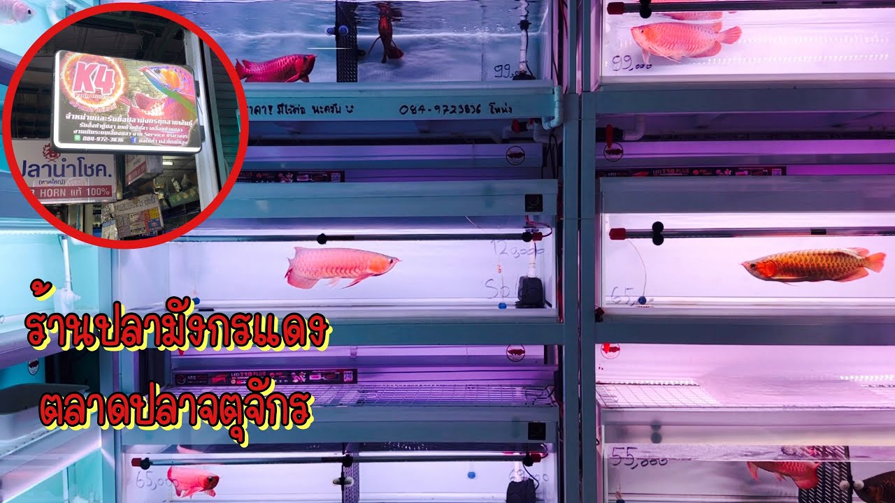 Zing’s Day l ร้านปลามังกรแดงตลาดปลาจตุจักร