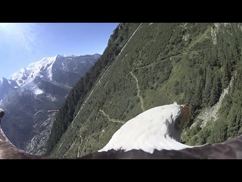 Bald Eagle POV flight - Chamonix, Mont Blanc