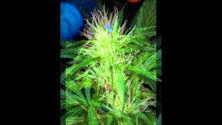 Vortex.wmv