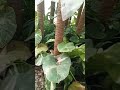 #song #bollywood #music #coversong #hindisong #viralvideo #garden #palnts #songoftheday #foryou