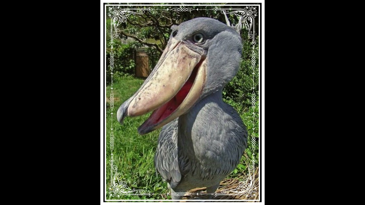 À vol d'oiseau 🕊️