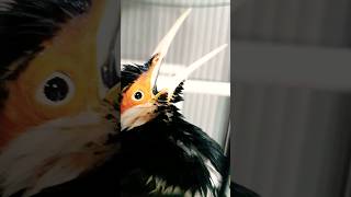 Download Lagu Pancingan Jalak Suren Auto Nyaut, Masteran Jalak Suren Gacor, Mandi Pagi @KicauAlamNusantara MP3