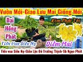 20/05☎️0915257320☎️🌴mai vàng giá rẻ🌴giao lưu mã số giống mới-kim phát tài-đại Hồng phát-diễm mai