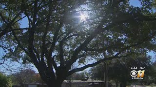 Gardening 101: Trees