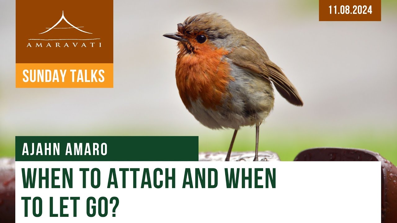 When To Attach and When To Let Go ? | Ajahn Amaro | 11.08.2024