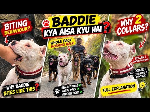 The Truth About Baddie’s Biting! 😳 Why We Use 2 Collars + Pack Walk