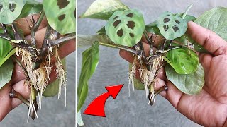 SIMPLEST Way To Grow Prayer Plant From Cutting!