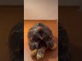 Tortoise hiding skills are actually insane 🐢 #radiatatortoise #cute #trending