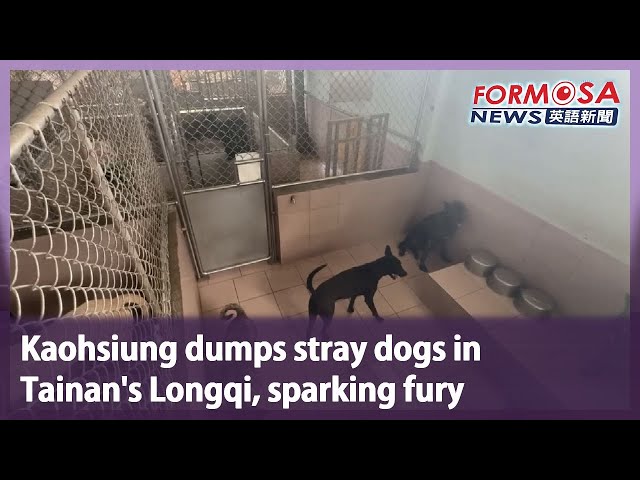 Kaohsiung dumps stray dogs in Tainan’s Longqi, sparking fury｜Taiwan News