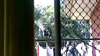 Stupid Bird Hitting My Window.mp4