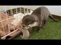 カワウソの赤ちゃん、誘拐事件発生!?【生後2日目】 Otter baby! Kidnapping case occurred! 【Day2】