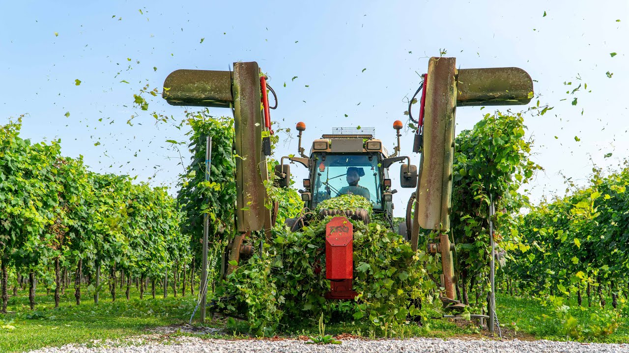 Fendt 211P + Секатор ERO 🍇 | Mascherin