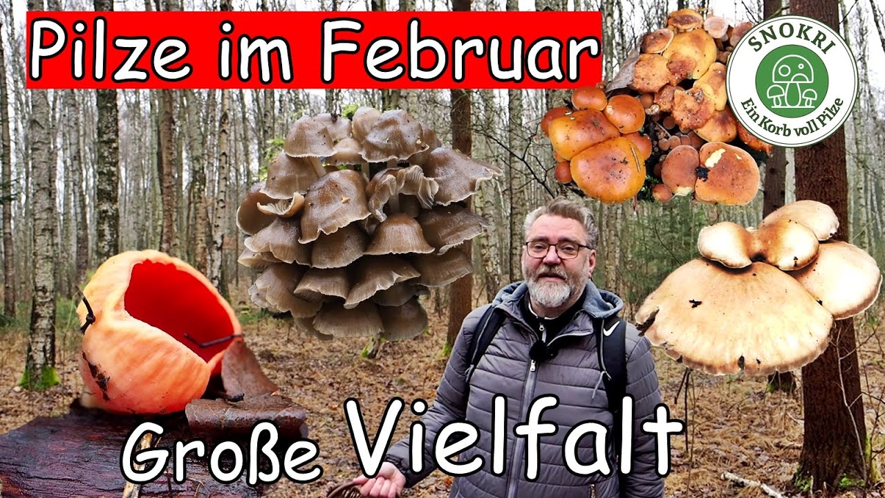Pilze im Februar - Große Artenvielfalt - Letzte Winterpilze