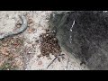 蝉の抜け殻大量発見！