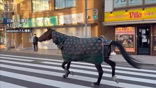 ウマが明治大学から脱走　約20分市内を走り回る　けが人なし(2026年1月5日)