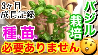 【バジル栽培】その手があったかぁ🤭/ これなら年中栽培できる🌱/ スーパーで誰でも買える○○を使って、家の中で栽培👩‍🌾/ キッチン収穫で、料理に使える幸せ♡資材はダイソーで【家庭菜園】