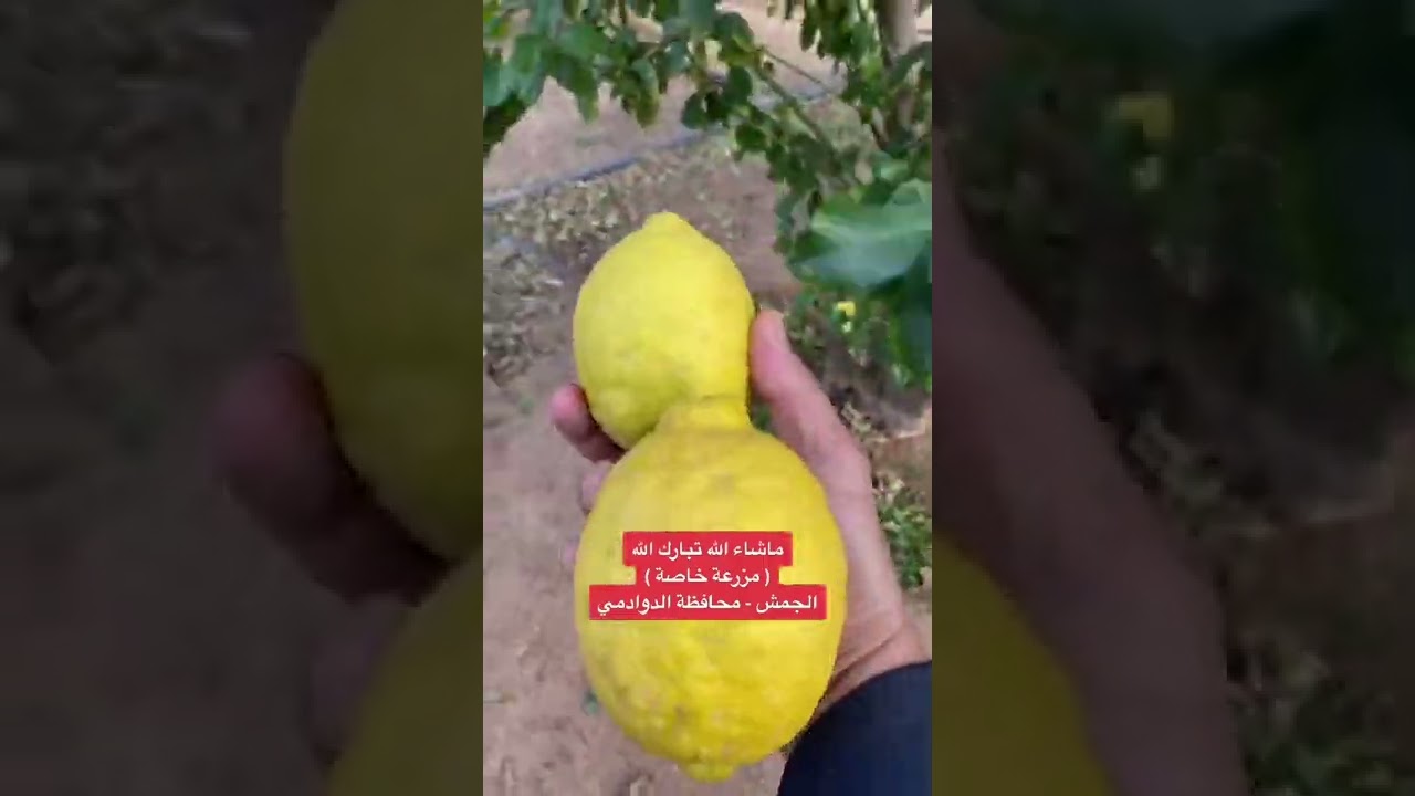 ابداع اشجار الحمضيات في مزارع الجمش