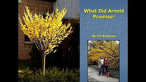 "What Did Arnold Promise?" Hamamelis by Tim Brotzman