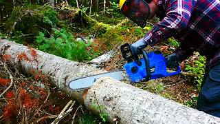 How to Turn Fallen Trees into Off Grid Gold